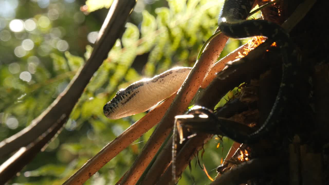 나무에 있는  파충류 다이아몬드 파이톤