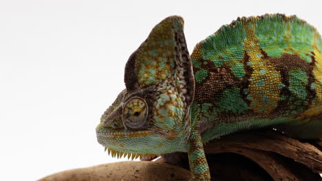 Chameleon-walking-across-a-tree-branch-with-white-background---side-profile