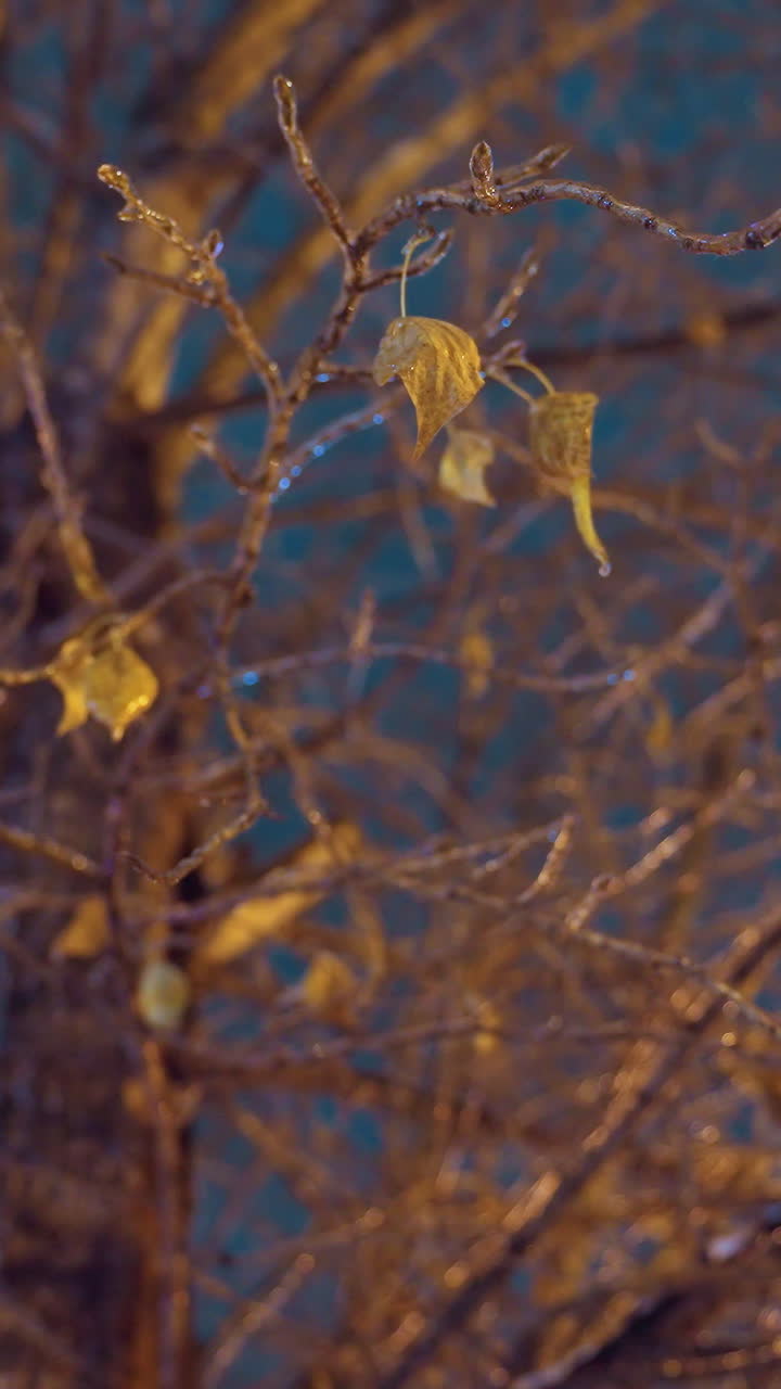 황금 잎은 조용한 저녁 바람에 부드러운 가지에 부드럽게 날아다니며, 진정하고 흐릿한 배경과 함께 황혼의 부드러운 빛에 의해 조명됩니다.