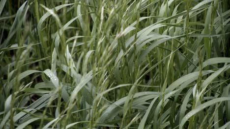 Aufnahme-Von-Grashalmen,-Die-Nach-Einem-Leichten-Regen-Sanft-Im-Wind-Wehen