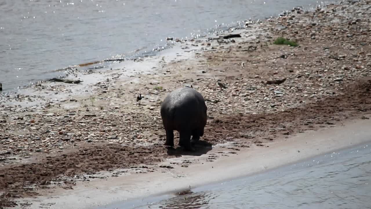 hipopótamo bebé solitario cojeando en la arena de la orilla del río en áfrica