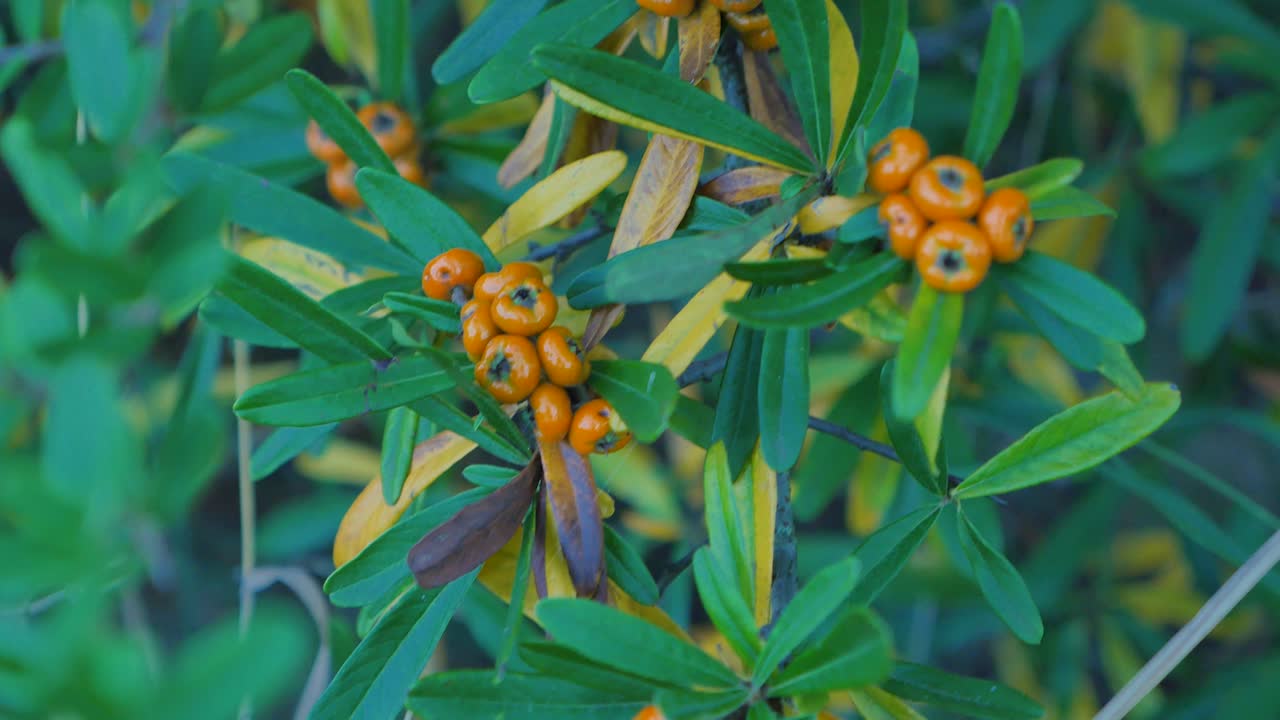 Berries on a plant branch