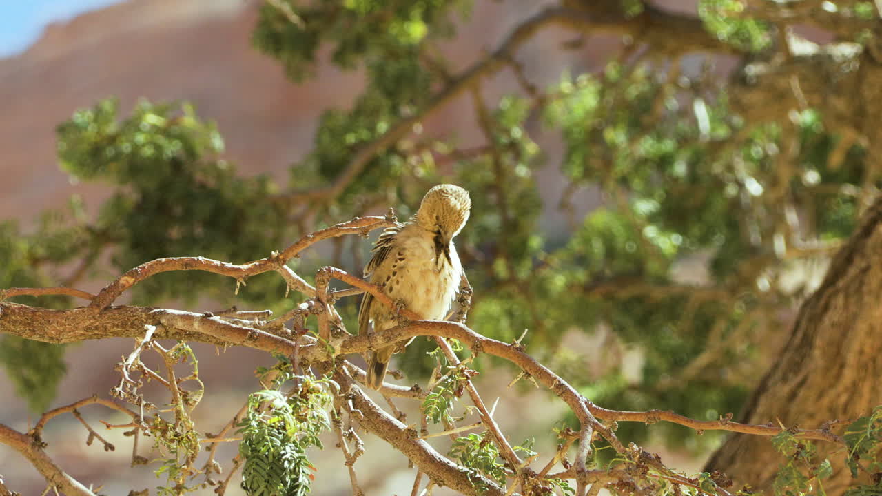 Sociable weaver preens its feathers on a branch, while other birds fly through in foreground and background. The tree the weaver sits on has green leaves, in background a mountain and blue sky.