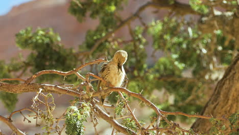 sociable weaver preens its feathers on a branch, while other birds fly through in foreground and background. the tree the weaver sits on has green leaves, in background a mountain and blue sky.