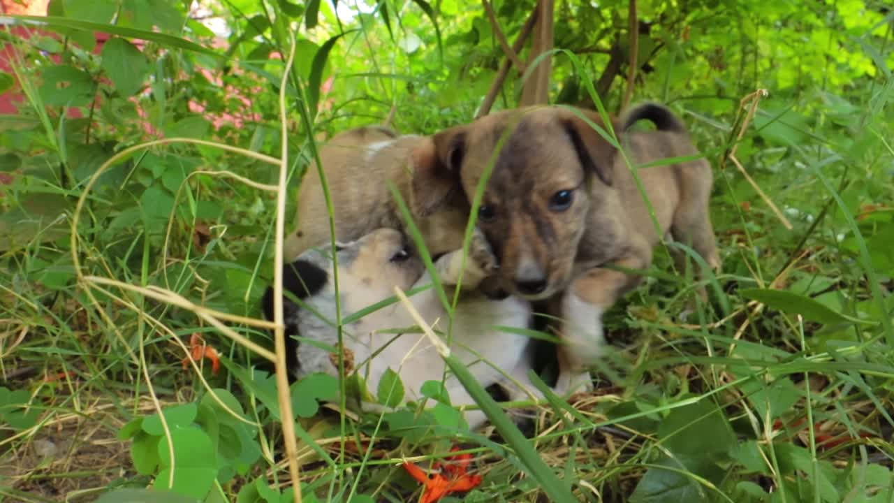 Homeless puppies on the streets of the city.