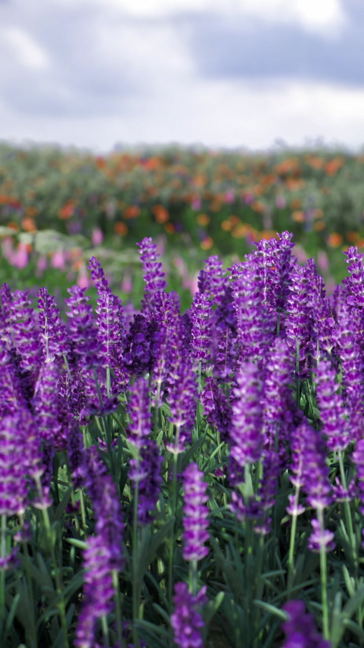Purple lavender blooms sway in the spring breeze under a bright sky
