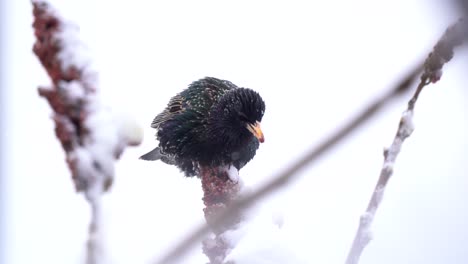 starling bird foraging for food in the snow