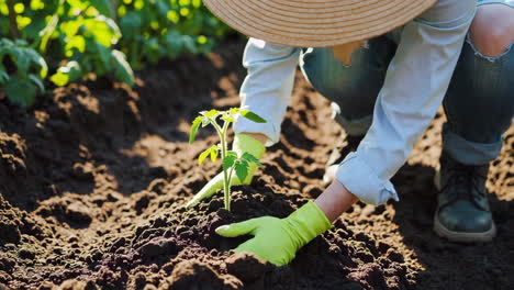 person planting a seedling in a garden