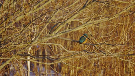 static single river kingfisher resting on branch