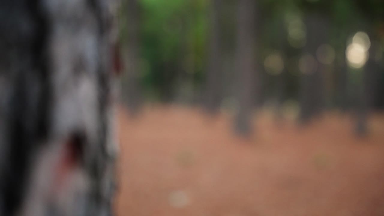 소나무 껍질의 포커스 랙