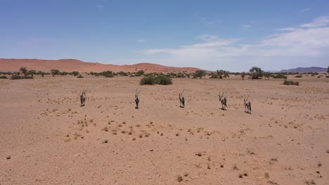 Aerial-view-of-antelopes-running-through-the-Namibian-desert-on-a-sunny-day