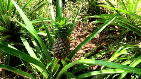 African-man-showing-where-to-cut-a-pineapple-to-be-able-to-replant-it-in-Zanzibar