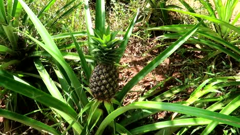 african man showing where to cut a pineapple to be able to replant it in zanzibar