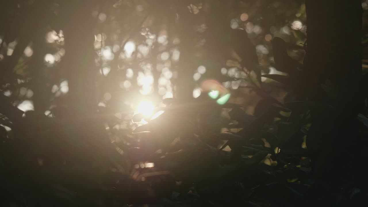 sol atravesando ramas y hojas sombreadas al atardecer