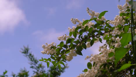 藍天下生長的小白花 - - 低角度拍攝