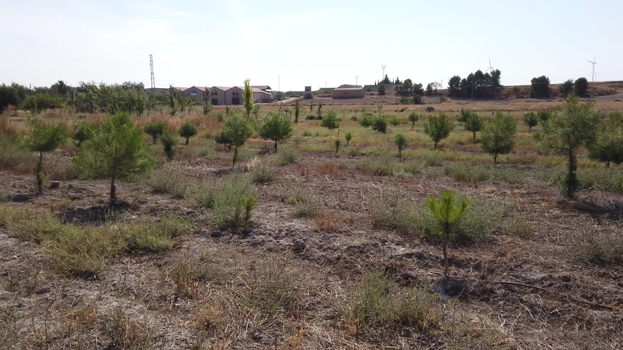 Plantation of small conifer trees to be used as a windbreak in rural Spain