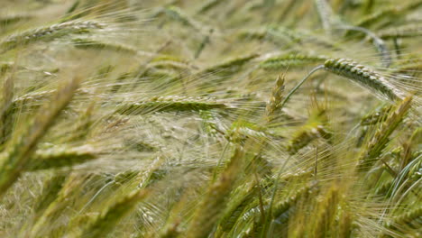 field of wheat