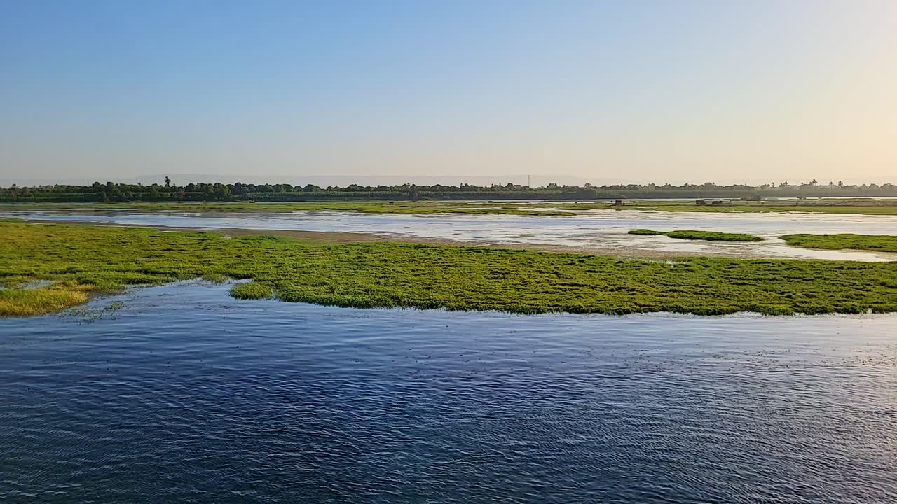 vegetación flotante en las orillas del río nilo