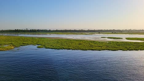 floating vegetation on the banks of the nile river