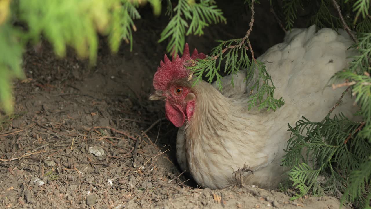gallo en el patio cerca del árbol. toma de primer plano. gallo blanco en el pueblo