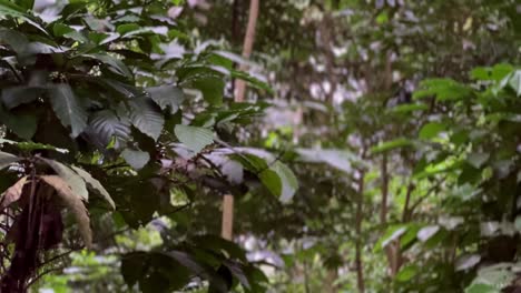 Lush-foliage-in-the-forest.-Tropical-rain-forest