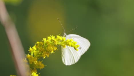 pieris brassicae, the large white butterfly, also called cabbage butterfly. large white is common throughout europe, north africa and asia often in agricultural areas, meadows and parkland.