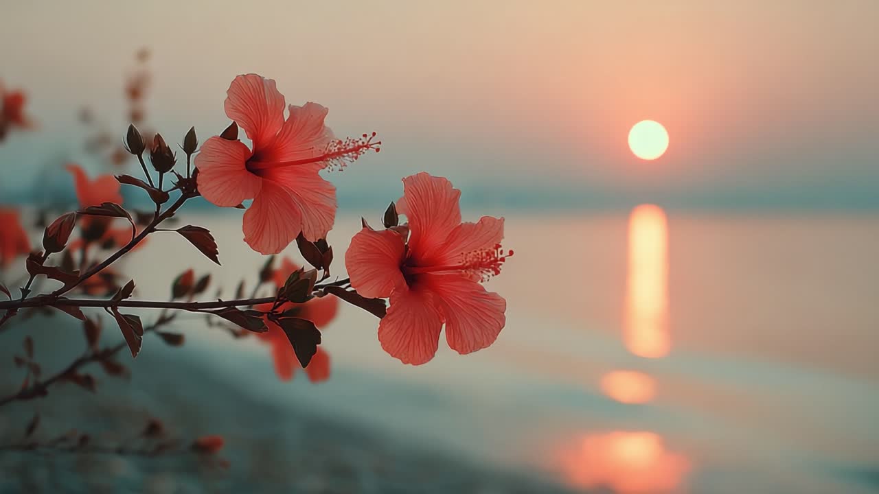 Un Tramonto Sereno sull'Oceano con Vibranti Fiori di Ibisco in Primo Piano, Che Cattura la Bellezza della Natura e la Tranquillità in un Ambiente Costiero.