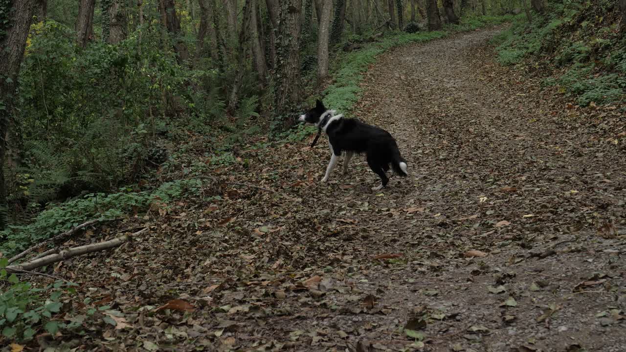 hermoso cachorro de border collie jugando en el bosque de otoño y ladrando a la cámara