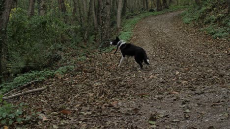 beautiful border collie puppy playing in autumn forest and barking at the camera