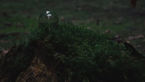 crystal ball on a dead tree covered in moss reflecting the forest landscape with autumnal leaves falling