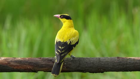 oriole macho de cuello negro, oriolus chinensis con plumaje amarillo dorado, posado en un tronco de madera horizontal, preguntándose con curiosidad por sus alrededores, rascándose la cabeza con los pies, tiro de cerca