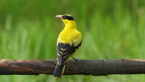 male black-naped oriole, oriolus chinensis with golden yellow plumage, perching on a horizontal wood log, curiously wondering around its surroundings, scratching its head with its feet, close up shot