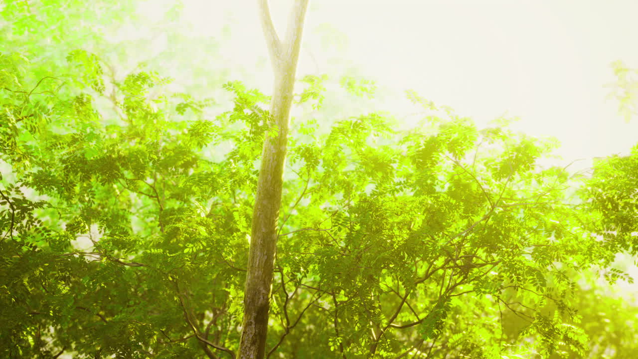 茂盛的綠色森林