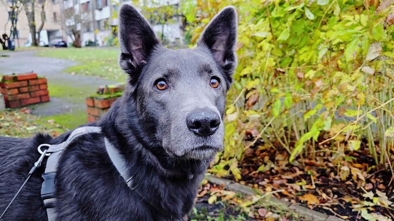 Açık havada dikkatli gözleri ve meraklı ifadesiyle sakin gri köpek portresi
