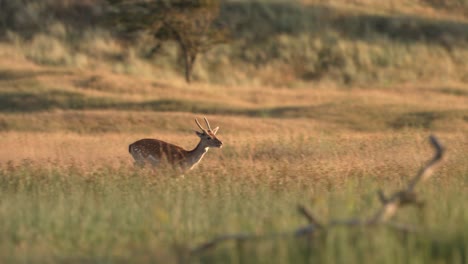 Europäischer-Damhirsch-Galoppiert-Durch-Hohes-Gras-Auf-Wiese,-Niederlande