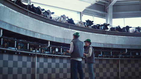 dairy farm specialists working in modern automated milking parlour together.