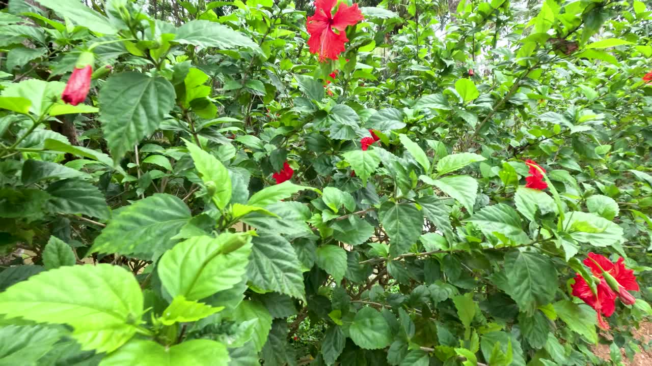 La telecamera esegue lentamente una panoramica su vivaci fiori di ibisco rossi e fogliame verde in condizioni di luce naturale esterna