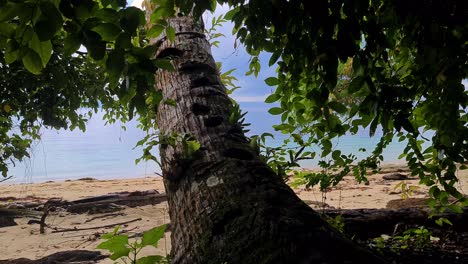 Tree and Shade on Deserted Tropical Beach and Uninhabited Exotic Island