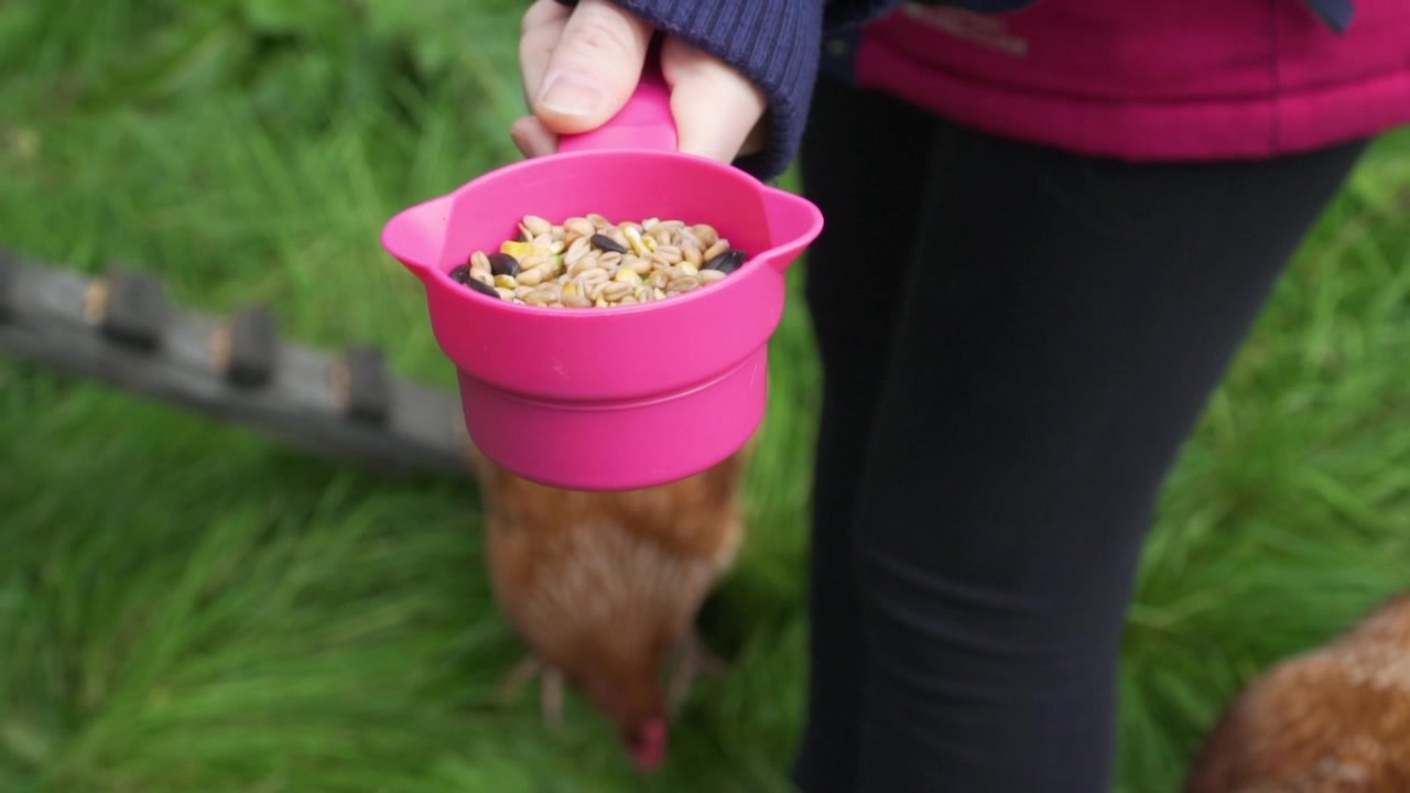 ピンクのカップに入った鶏の餌を持っている