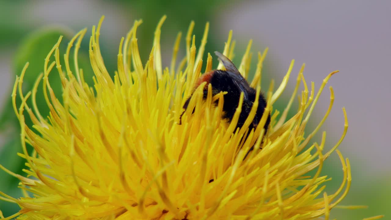 un primer plano macro de un abejorro en una flor amarilla en busca de comida