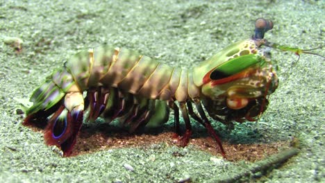 side view of emale peacock mantis shrimp on sandy bottom during daylight, medium shot showing all body parts