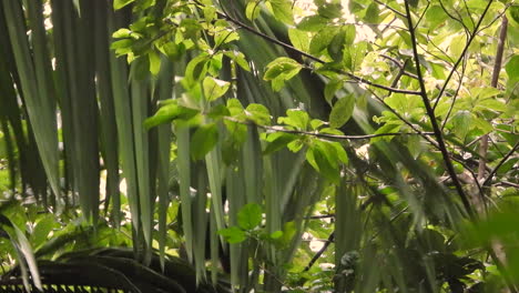 Panamanian-white-faced-capuchin-monkey-jumping-from-one-tree-to-another