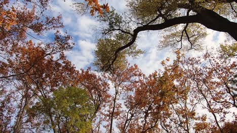 ángulo-Bajo-De-Colorido-Follaje-De-Otoño-Contra-Un-Cielo-Azul,-Sedona,-Arizona