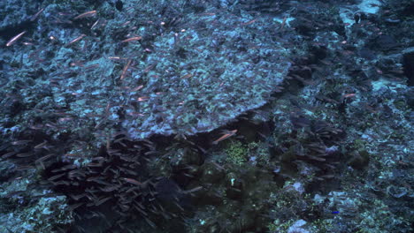 An-amazing-underwater-footage-of-a-huge-school-of-juvenile-fish-swimming-hectically-around-against-the-coral-filled-background