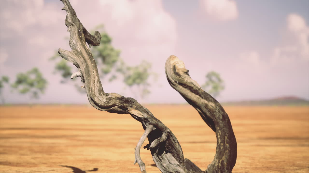 Unique twisted tree branch against vast dry landscape in bright daylight
