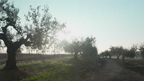 road-leading-through-row-of-trees,-morning-sun-flares-hitting-the-lens