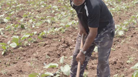 Farmer-working-happily-in-farms-for-cultivation-of-radish-crops-with-spade-manually