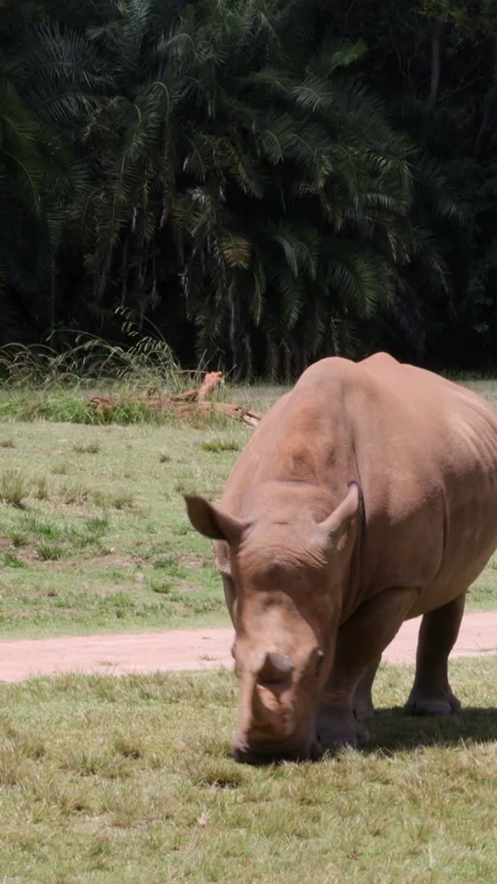 dos rinocerontes caminando y pastando en un campo de hierba