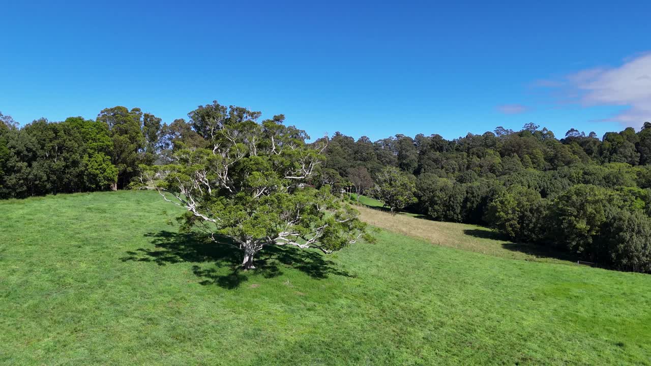 Aerial footage of a solitary tree in a lush green field under clear blue skies in Bellingen, NSW