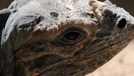 a focused view on the intricate details of a lizard's eye and textured skin.